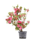 Rhododendron indicum, 68,5 cm, ± 5 Jahre alt, mit rosa Blüten