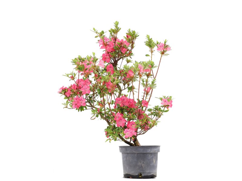 Rhododendron indicum, 68,5 cm, ± 5 Jahre alt, mit rosa Blüten