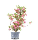 Rhododendron indicum, 68,5 cm, ± 5 jaar oud, met roze bloemen