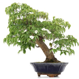 Cornus kousa, 73 cm, ± 25 años