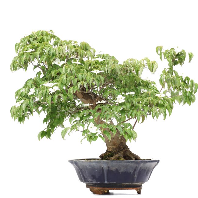 Cornus kousa, 73 cm, ± 25 años