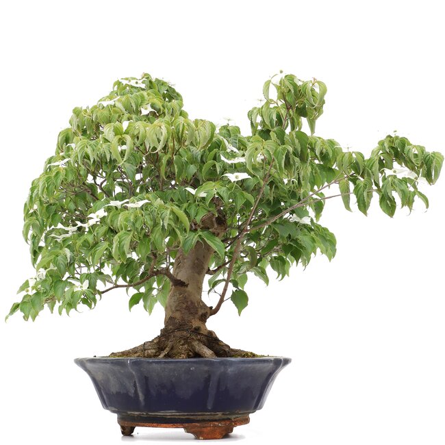 Cornus kousa, 73 cm, ± 25 anni