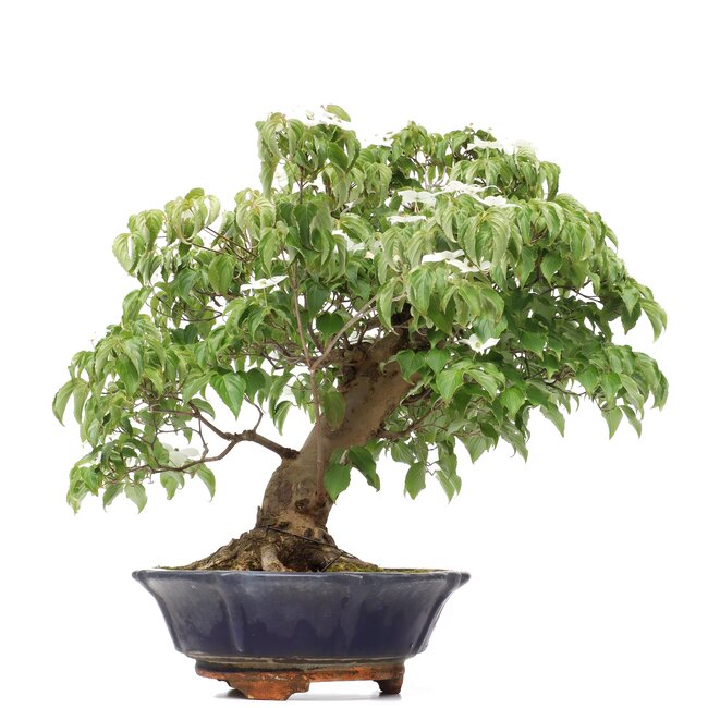 Cornus kousa, 73 cm, ± 25 Jahre alt