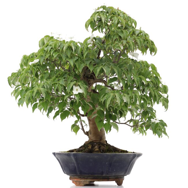 Cornus kousa, 73 cm, ± 25 anni