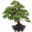 Cornus kousa, 73 cm, ± 25 years old