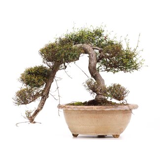 Trachelospermum asiaticum Chirimen, 55 cm, ± 40 anni