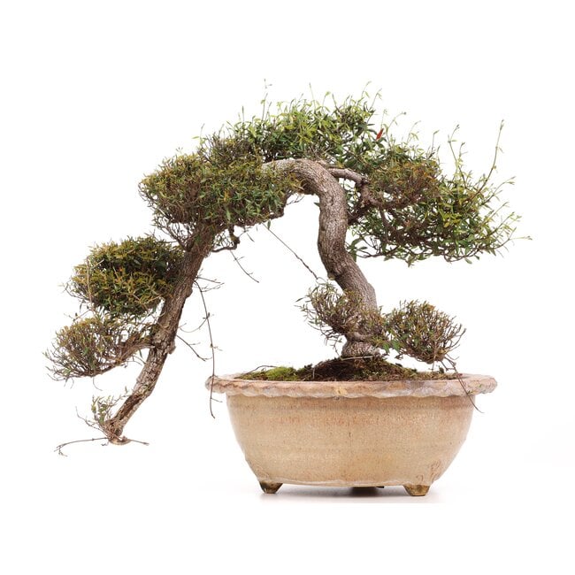 Trachelospermum asiaticum Chirimen, 55 cm, ± 40 years old