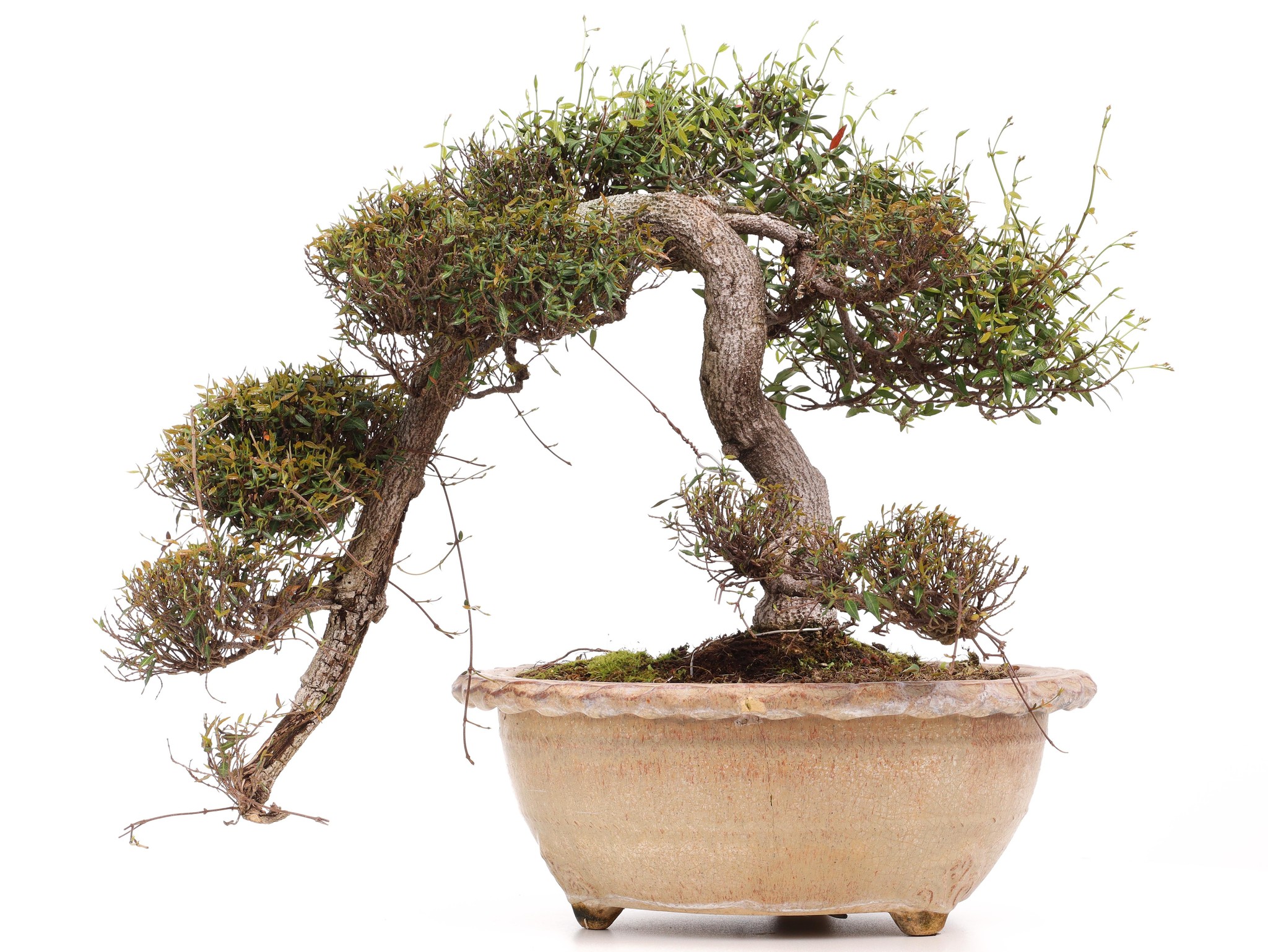 Trachelospermum Asiaticum 55 Cm 40 Ans Bonsai Plaza