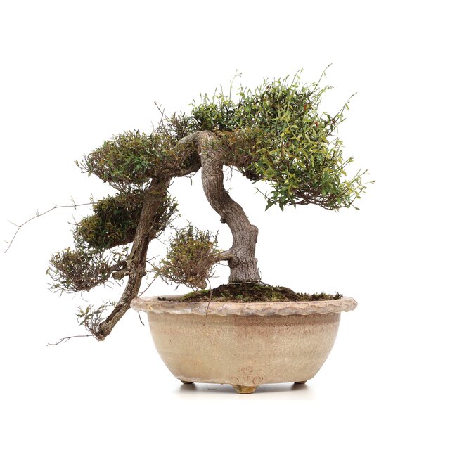 Trachelospermum asiaticum Chirimen, 55 cm, ± 40 años