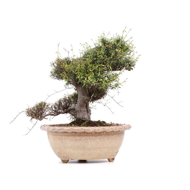 Trachelospermum asiaticum Chirimen, 55 cm, ± 40 ans