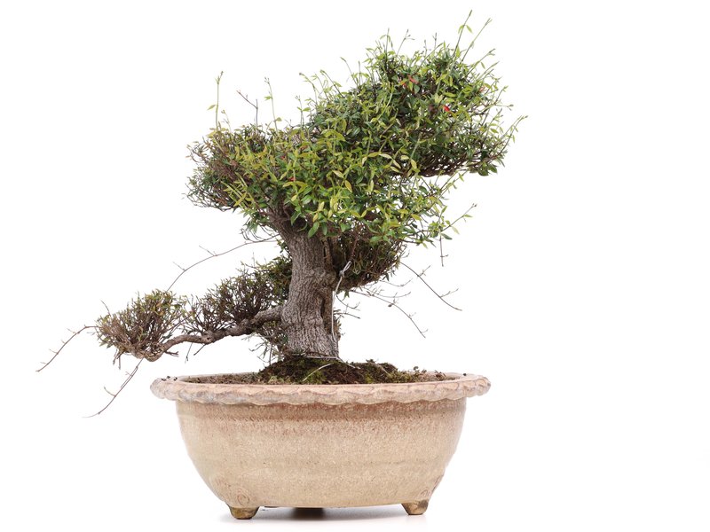 Trachelospermum asiaticum Chirimen, 55 cm, ± 40 Jahre alt