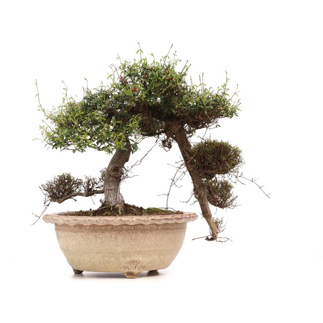 Trachelospermum asiaticum Chirimen, 55 cm, ± 40 Jahre alt