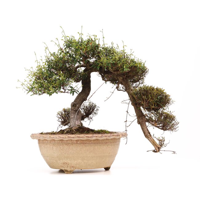 Trachelospermum asiaticum Chirimen, 55 cm, ± 40 ans