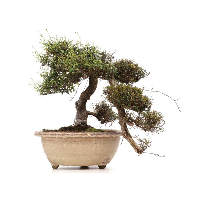 Trachelospermum asiaticum Chirimen, 55 cm, ± 40 years old