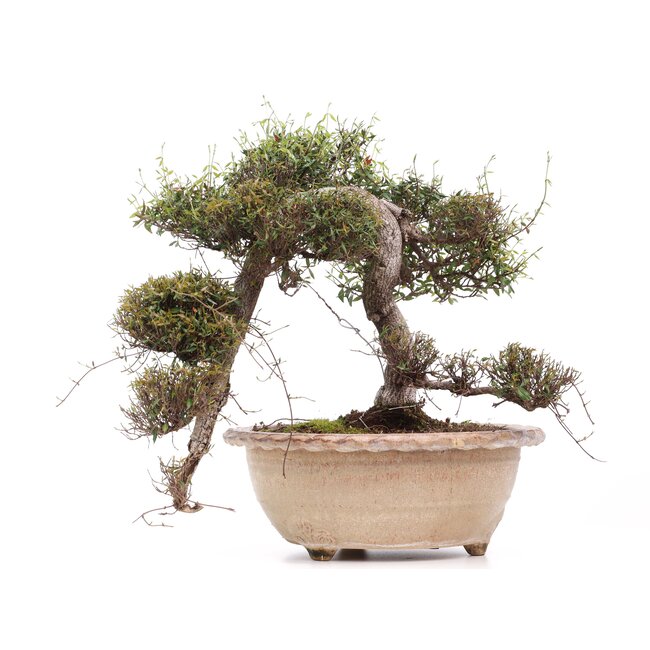 Trachelospermum asiaticum Chirimen, 55 cm, ± 40 ans