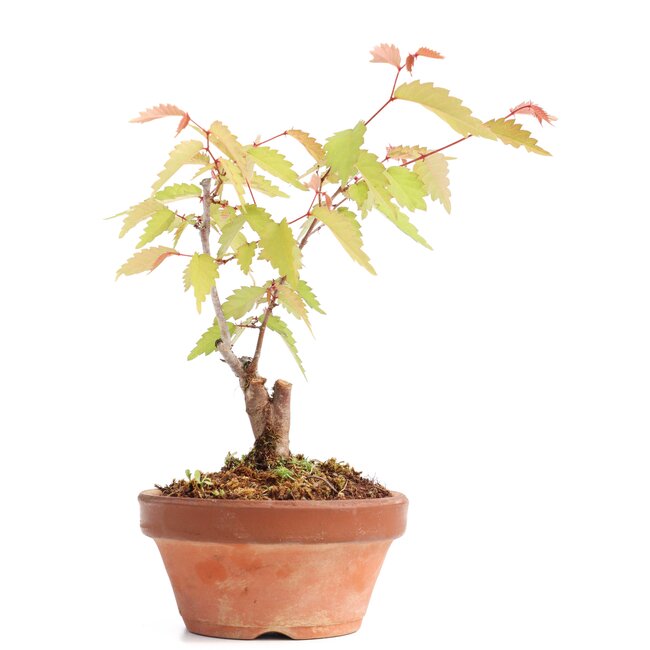 Zelkova serrata, 16 cm, ± 20 Jahre alt