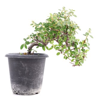 Cotoneaster horizontalis, 19 cm, ± 6 anni