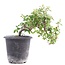 Cotoneaster horizontalis, 19 cm, ± 6 años, con flores blancas y frutos rojos