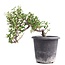 Cotoneaster horizontalis, 19 cm, ± 6 jaar oud, met witte bloemen en rood fruit