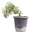 Cotoneaster horizontalis, 19 cm, ± 6 jaar oud, met witte bloemen en rood fruit