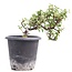 Cotoneaster horizontalis, 19 cm, ± 6 años, con flores blancas y frutos rojos