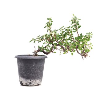 Cotoneaster horizontalis, 19 cm, ± 6 anni