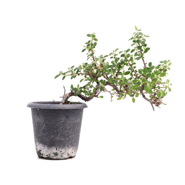 Cotoneaster horizontalis, 19 cm, ± 6 years old, with white flowers and red fruit