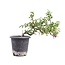 Cotoneaster horizontalis, 19 cm, ± 6 años, con flores blancas y frutos rojos