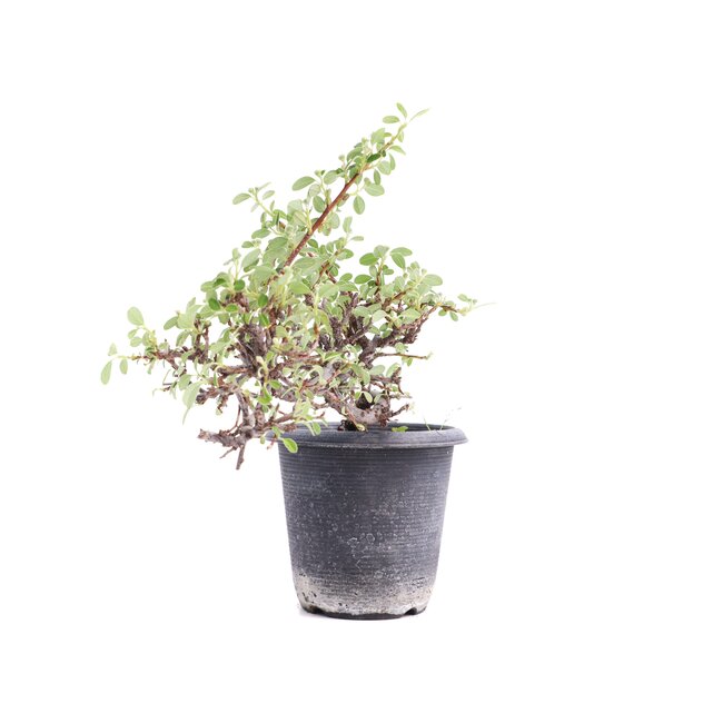 Cotoneaster horizontalis, 19 cm, ± 6 años, con flores blancas y frutos rojos