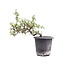 Cotoneaster horizontalis, 19 cm, ± 6 years old, with white flowers and red fruit