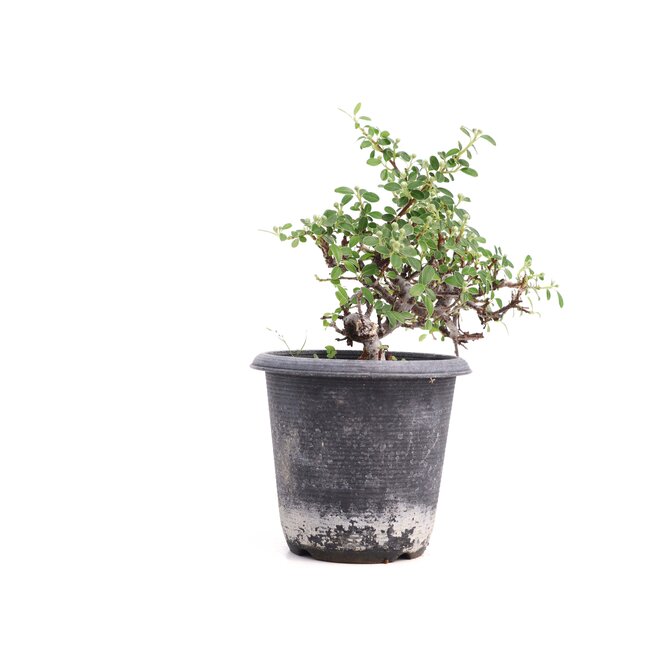 Cotoneaster horizontalis, 19 cm, ± 6 ans, à fleurs blanches et fruits rouges