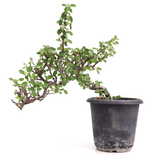 Cotoneaster horizontalis, 19 cm, ± 6 años, con flores blancas y frutos rojos