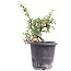 Cotoneaster horizontalis, 19 cm, ± 6 años, con flores blancas y frutos rojos