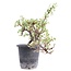 Cotoneaster horizontalis, 19 cm, ± 6 años, con flores blancas y frutos rojos