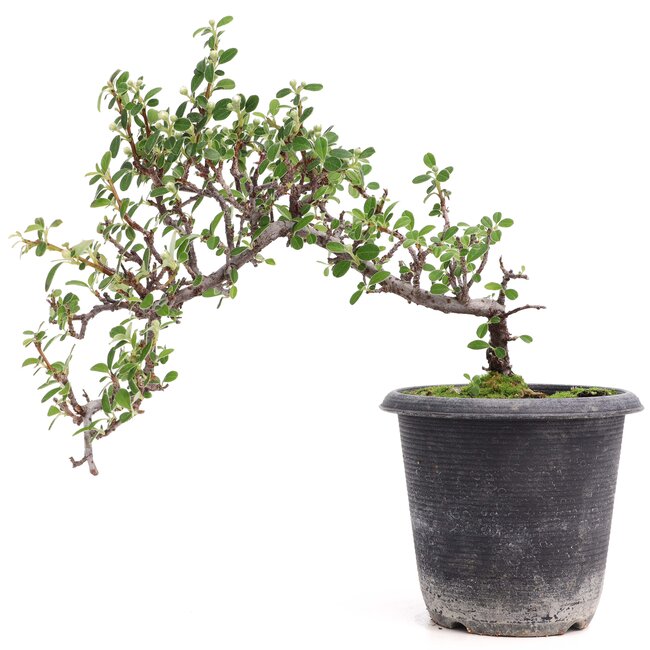 Cotoneaster horizontalis, 19 cm, ± 6 años, con flores blancas y frutos rojos