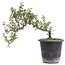 Cotoneaster horizontalis, 19 cm, ± 6 años, con flores blancas y frutos rojos