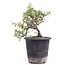 Cotoneaster horizontalis, 19 cm, ± 6 años, con flores blancas y frutos rojos