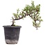 Cotoneaster horizontalis, 19 cm, ± 6 años, con flores blancas y frutos rojos