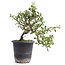 Cotoneaster horizontalis, 19 cm, ± 6 years old, with white flowers and red fruit