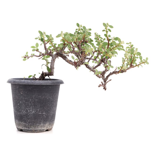 Cotoneaster horizontalis, 19 cm, ± 6 jaar oud, met witte bloemen en rood fruit