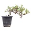 Cotoneaster horizontalis, 19 cm, ± 6 años, con flores blancas y frutos rojos