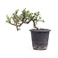 Cotoneaster horizontalis, 19 cm, ± 6 años, con flores blancas y frutos rojos