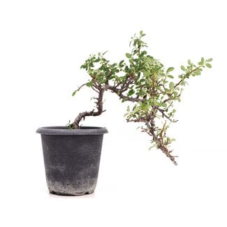 Cotoneaster horizontalis, 19 cm, ± 6 years old