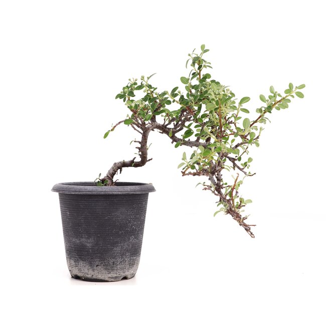 Cotoneaster horizontalis, 19 cm, ± 6 jaar oud, met witte bloemen en rood fruit