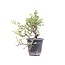 Cotoneaster horizontalis, 19 cm, ± 6 años, con flores blancas y frutos rojos