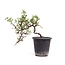 Cotoneaster horizontalis, 19 cm, ± 6 años, con flores blancas y frutos rojos