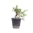 Cotoneaster horizontalis, 19 cm, ± 6 jaar oud, met witte bloemen en rood fruit