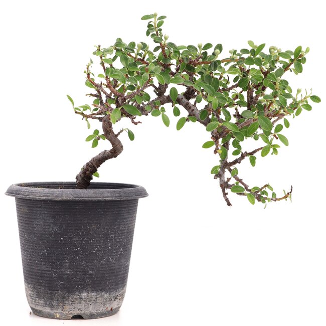 Cotoneaster horizontalis, 19 cm, ± 6 años, con flores blancas y frutos rojos