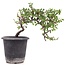 Cotoneaster horizontalis, 19 cm, ± 6 años, con flores blancas y frutos rojos