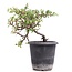 Cotoneaster horizontalis, 19 cm, ± 6 jaar oud, met witte bloemen en rood fruit